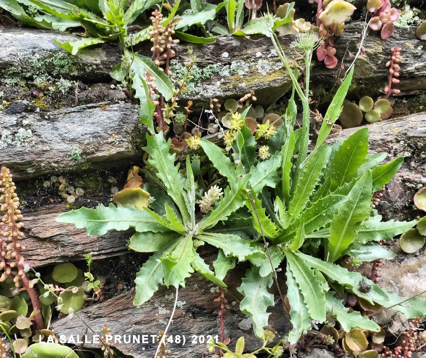 Tolpis, European milkwort leaf